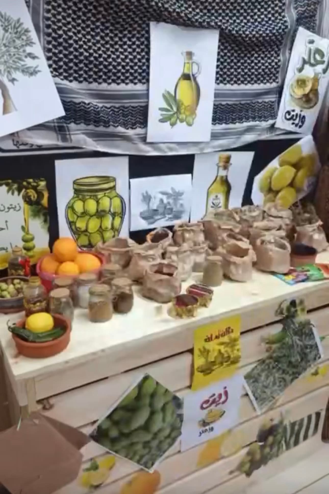 زيتون بلدنا مش مجرد موسم… هو حكاية أرض