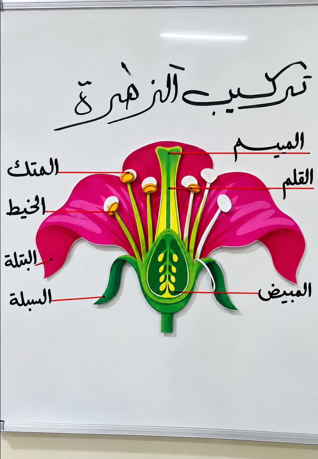 Fourth-grade students got to know the parts of a flower in a fun way